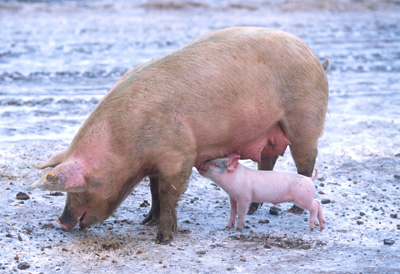 Grippe porcine : science à la vitesse grand V