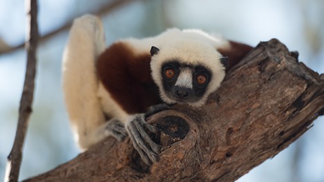 « Madagascar 3D : l’île des lémuriens » au cinéma IMAX TELUS le 28 avril