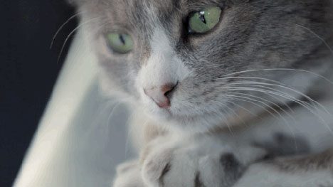 EyeSteelFilm sortira « Kedi : au royaume des chats » fin mai
