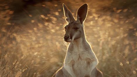 Planète+ diffusera « Mes kangourous et moi » dès le 19 février 2020
