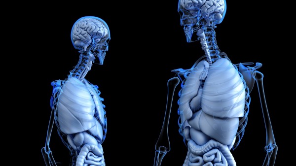 L’atlas du corps humain virtuel est maintenant disponible