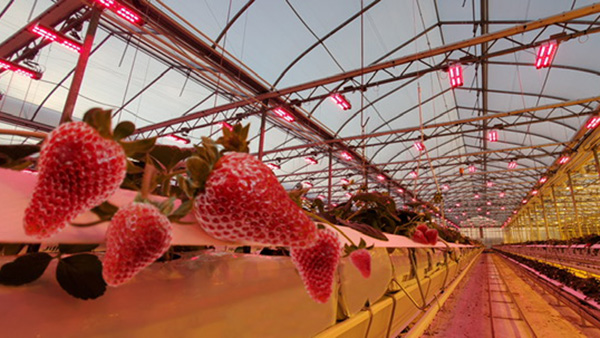 Le MEIE injecte 350 000 $ dans une vitrine technologique sur les fraises