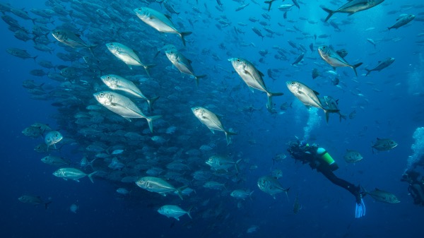L’ONF souligne la Journée mondiale de l’océan le 8 juin