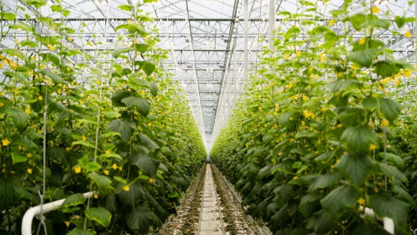 Pleasant View Gardens choisit Sollum Technologies pour éclairer sa production de plantes