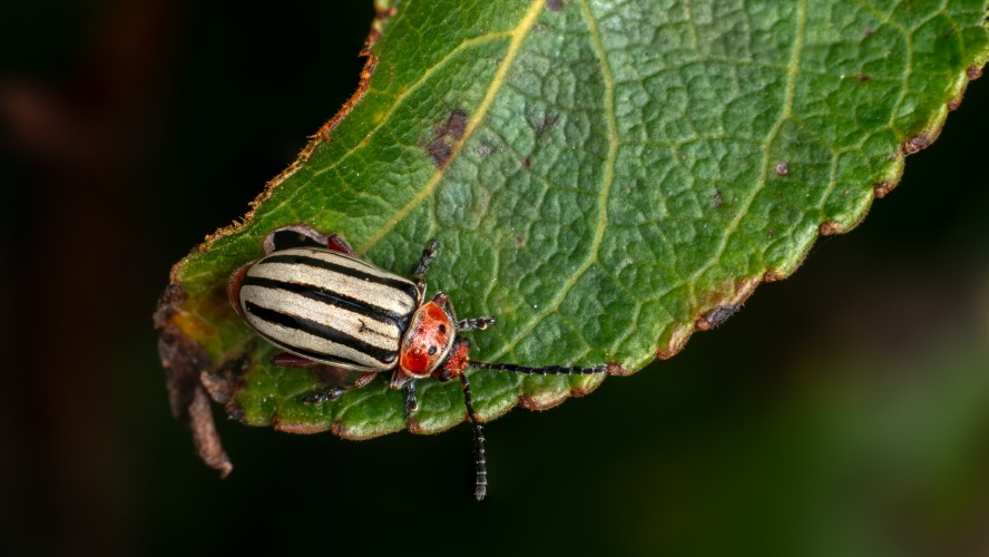 Frédéric Lavoie se trouve au coeur d’« Insecta Mundi », une expérience sensorielle unique
