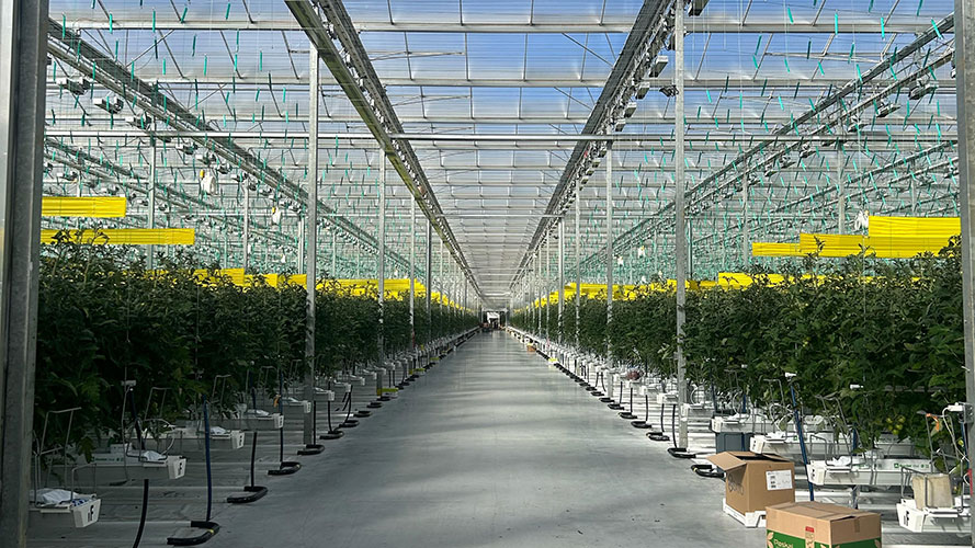Integral Farms Produce optimise sa production de tomates avec l’éclairage dynamique DEL de Sollum
