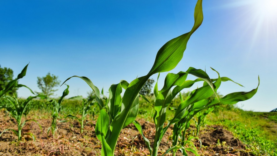 Sollum Technologies et Leaficient dévoilent une avancée dans l’éclairage horticole