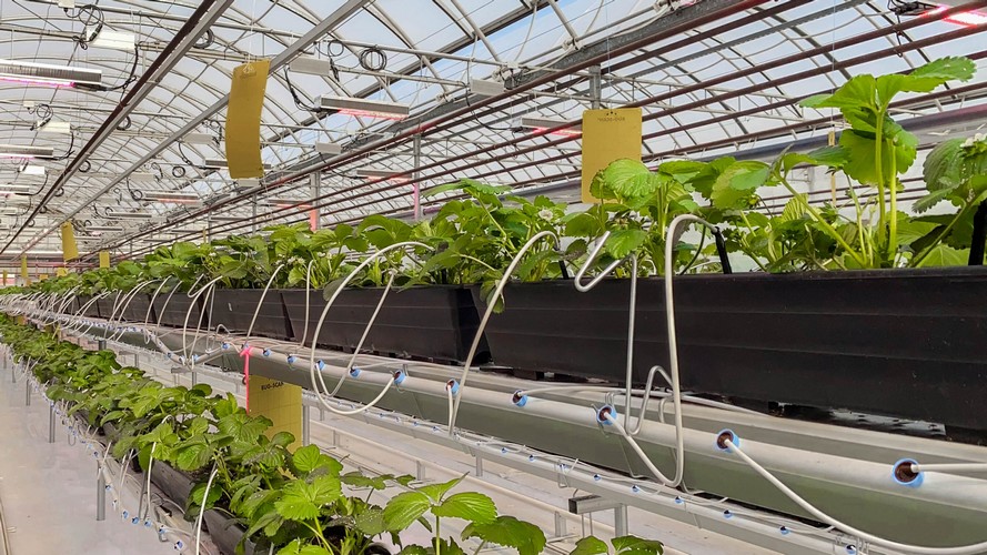 Le Center for Horticultural Innovation met la solution de Sollum à l’épreuve